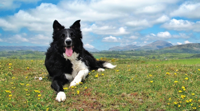 Kelvin the Thermokennel